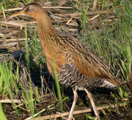 Picture of Least Bittern