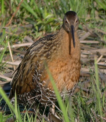 Picture of Least Bittern