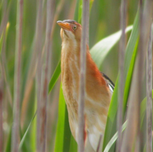 Picture of Least Bittern