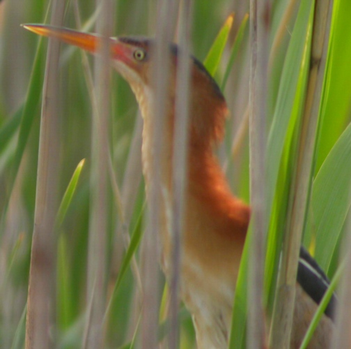 Picture of Least Bittern